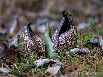 Spathe with emerging leaves